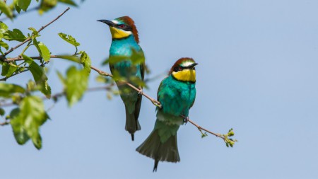 Gyurgyalag, méhészmadár, piripió (Merops apiaster)  - párban